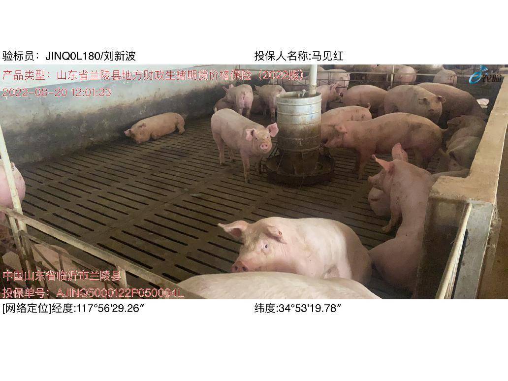 兰陵县：推进生猪“保险+期货”为养殖户保“价”护航