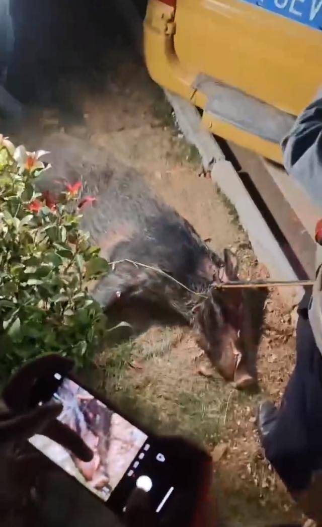 江西一高校惊现野猪<strong></p>
<p>证券之星</strong>，最后在食堂被成功抓获