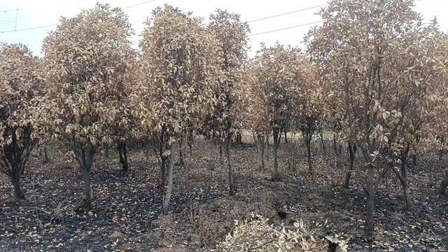 群众近千棵桂花树被烧死<strong></p>
<p>承销证券</strong>，为何不立案？驻马店回应
