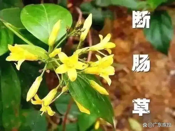 广东一老人买药材煲汤中毒身亡 当地：店铺误售断肠草<strong></p>
<p>财信证券</strong>，老板被拘留