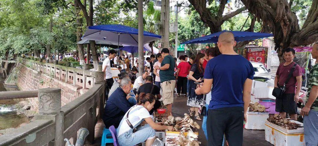 “天价”鸡枞调查：最贵卖到1800元/公斤！雨水少致产量低<strong></p>
<p>证券事务代表</strong>，多地价高客少