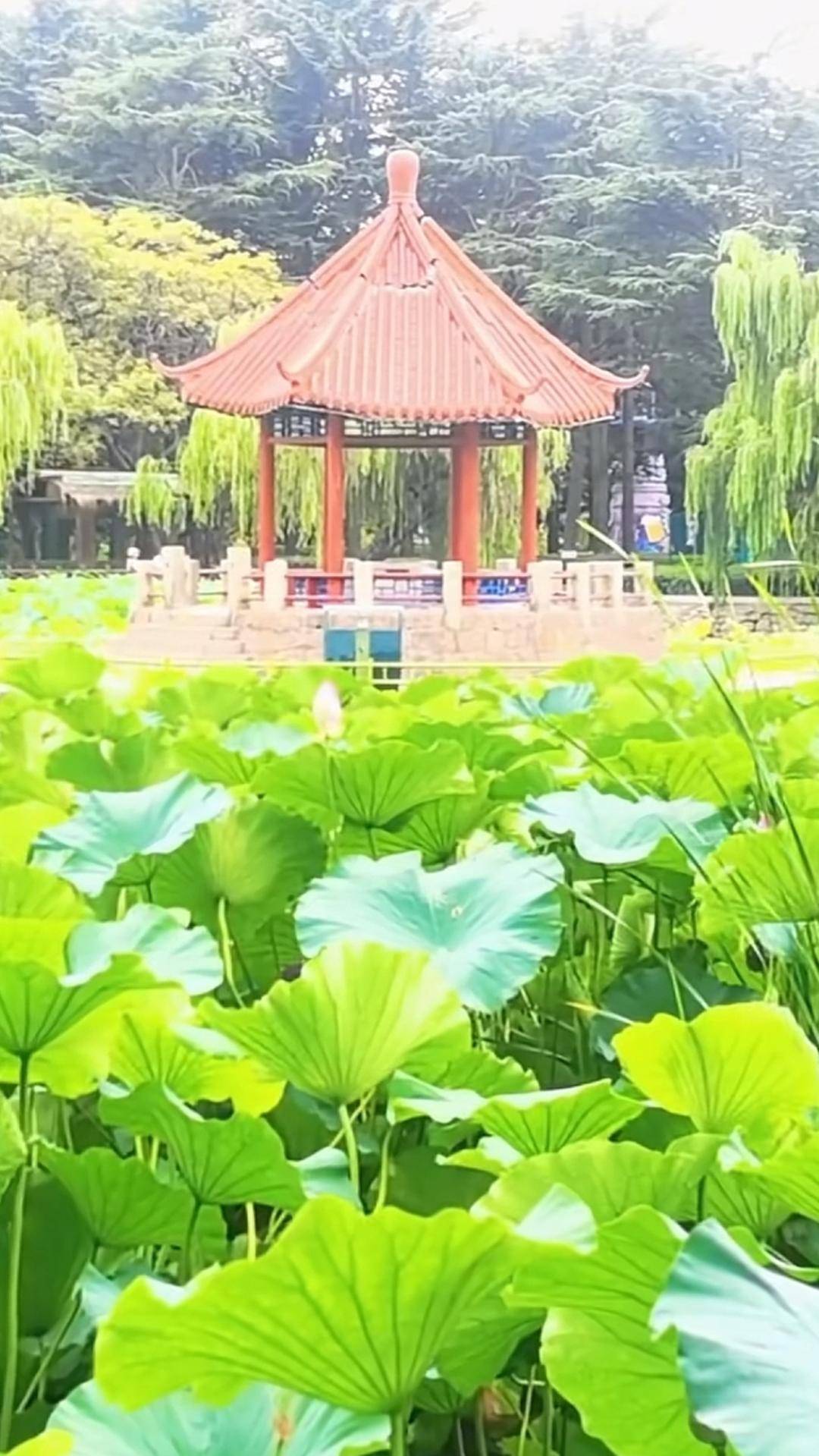 青岛中山公园一凉亭突然倒塌：一年前刚完成修缮<strong></p>
<p>002598股票</strong>，园方称无伤亡原因待查