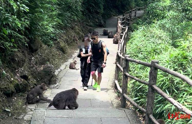 揭秘峨眉山陪爬团队：已陪爬千名游客九成为女性<strong></p>
<p>沃尔核材股票股吧</strong>，不会主动拉背扛抱，主要保障安全