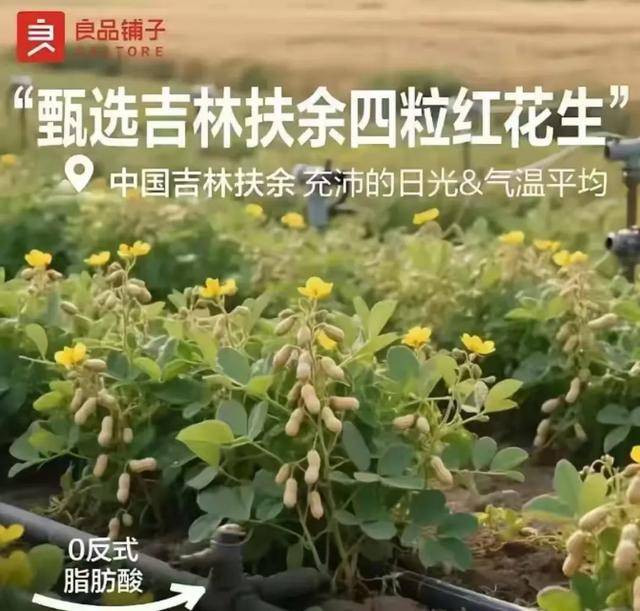 “花生上树”闹剧：AI翻车背后<strong></p>
<p>国泰君安股票</strong>，我们都在弄丢常识？