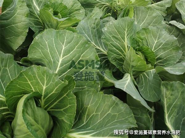 水溶肥厂家如何选择?